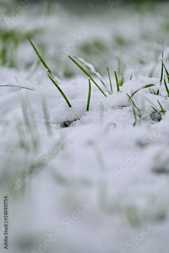 Wintereinbruch / Grünes Gras wird von Schnee bedeckt © GrebnerFotografie