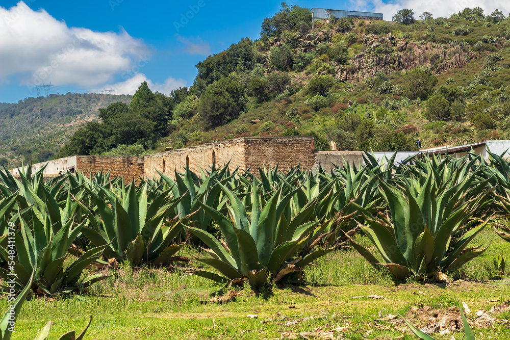 Ex - Hacienda pulquera San Diego Xochuca, Tlaxcala, maguey Ex - Hacienda pulquera San Diego Xochuca, Tlaxcala, maguey