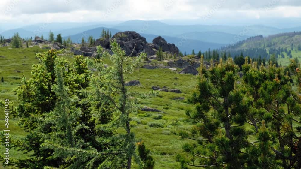 Video of natural higlands vegetation on Seminsky mountain range in Altai. Video of natural higlands vegetation on Seminsky mountain range in Altai.
