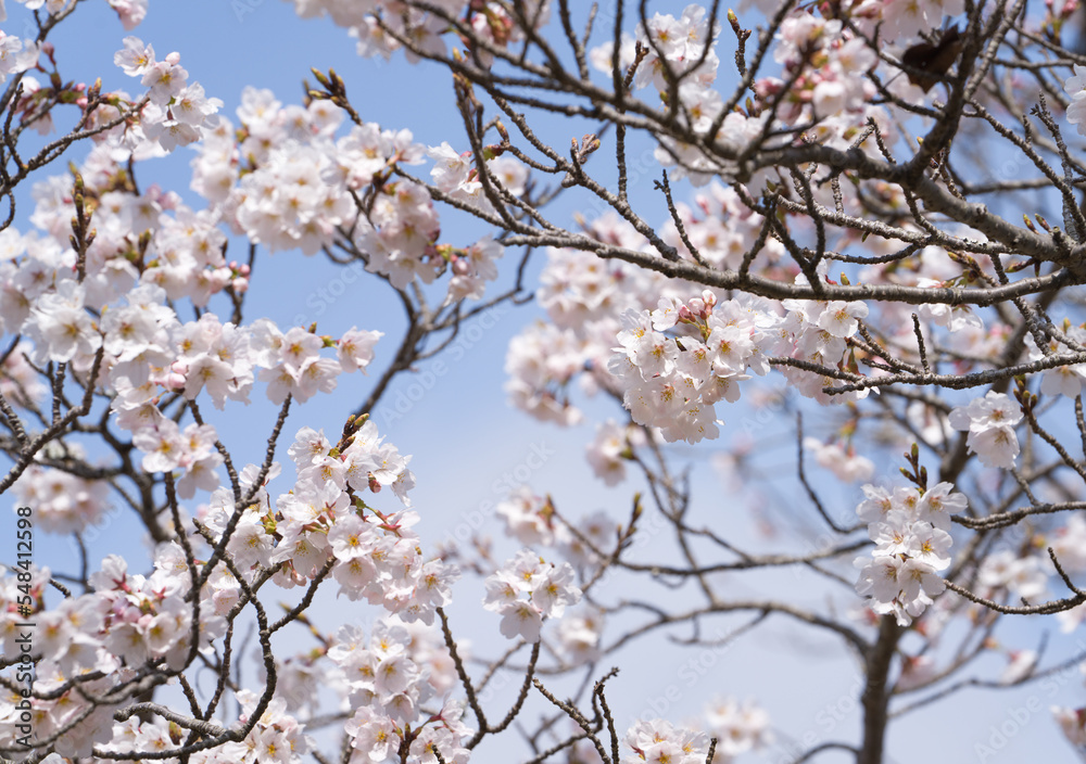 Branches of cherry blossom with blur background. Selective focus. Branches of cherry blossom with blur background. Selective focus.