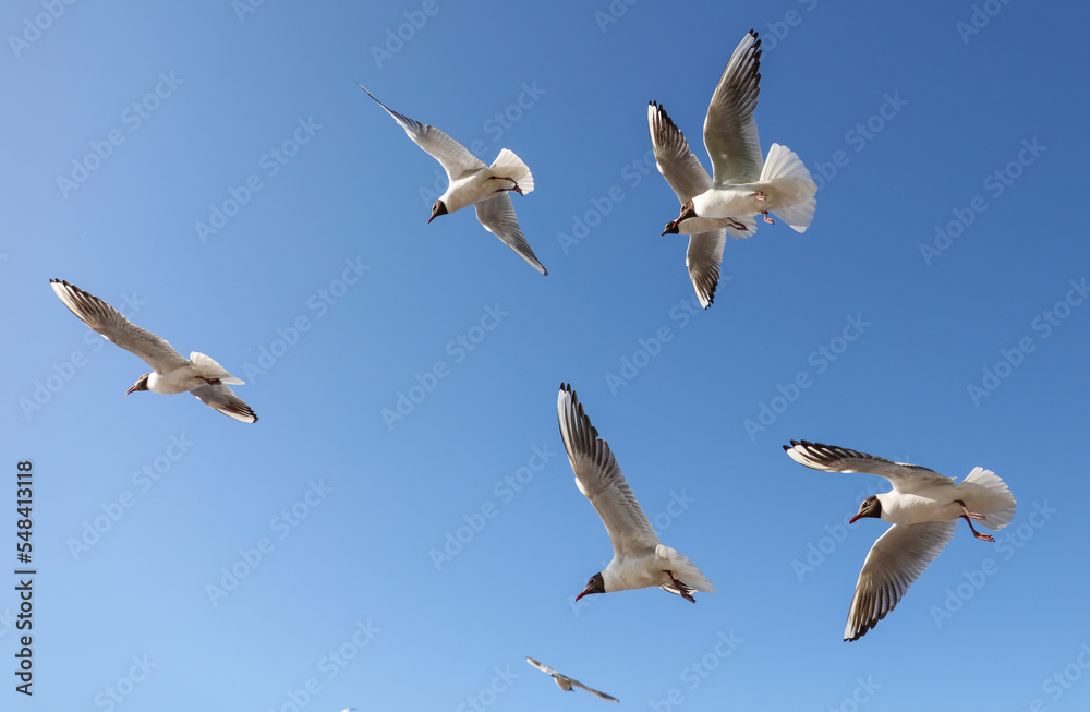 A flock of seagulls in flight against a sky. A flock of seagulls in flight against a sky.