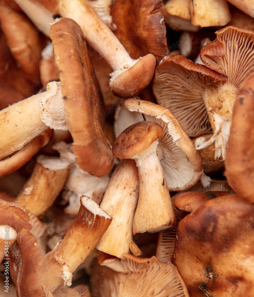 Mushrooms honey agarics as a background. Mushrooms honey agarics as a background.