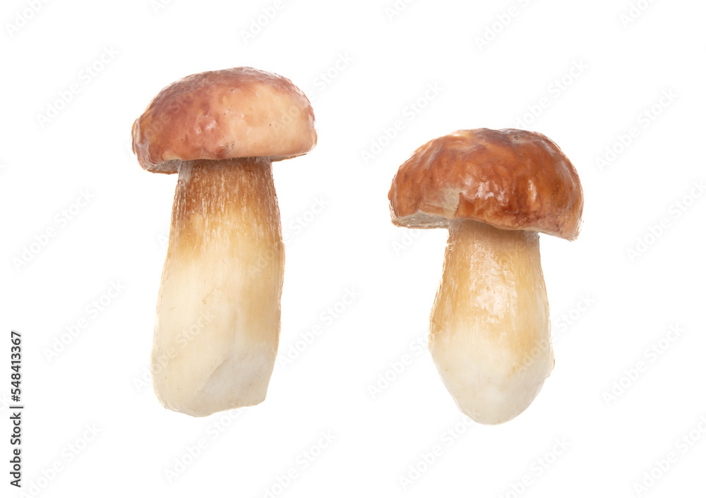 Fresh boletus mushroom isolated on white background Fresh boletus mushroom isolated on white background