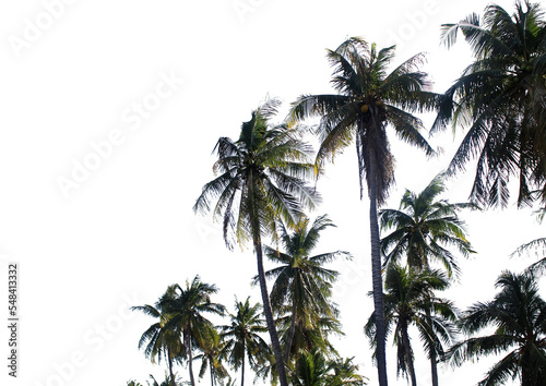 branch coconut palm tree leaves on transparent background png file