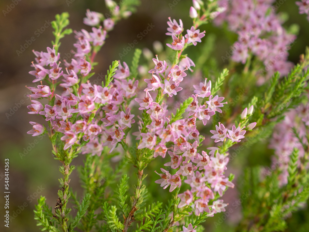 flowering heather in summer close up flowering heather in summer close up