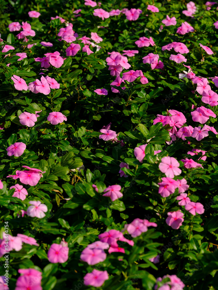 colorful flowers in spring