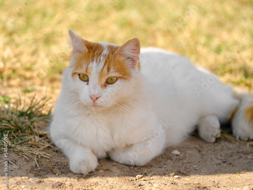 portrait of a beautiful cat