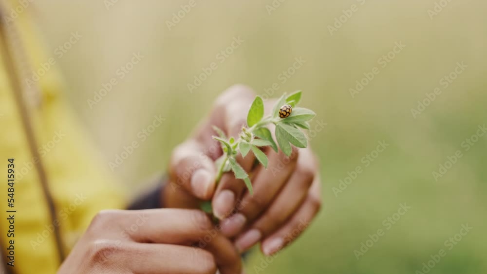 Ladybug, plant and hand of woman in nature with sustainability, gardening growth and plants. Garden leaf insect or bug in spring with ecology and sustainable flower relax in park with green leaves Ladybug, plant and hand of woman in nature with sustainability, gardening growth and plants. Garden leaf insect or bug in spring with ecology and sustainable flower relax in park with green leaves