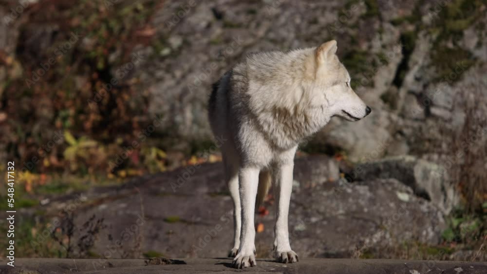 two artic wolves looking around on rocky mountain area low sun two artic wolves looking around on rocky mountain area low sun