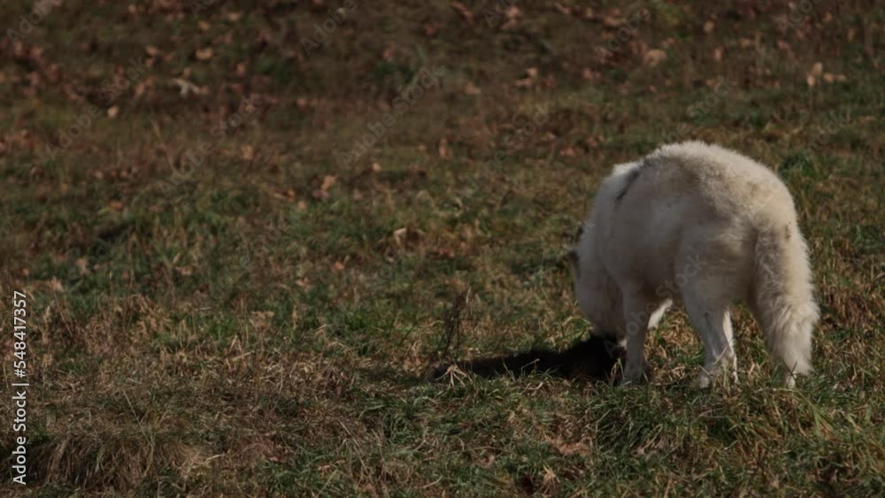 arctic wolf chewing on furry prey while standing slomo arctic wolf chewing on furry prey while standing slomo