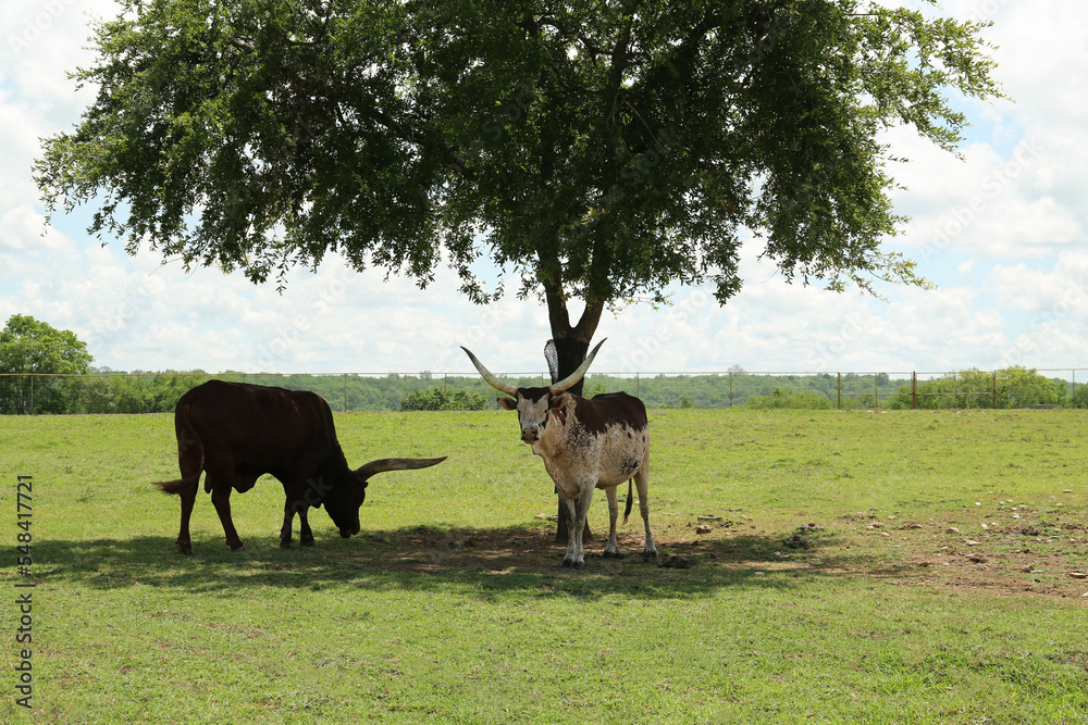 Fototapeta premium Beautiful Ankole cows near tree in safari park