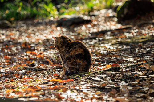 秋の公園で日向ぼっこをする野良猫 © captainT