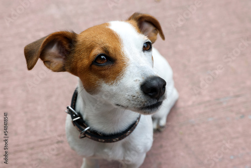 Beautiful Jack Russell Terrier in black leather dog collar outdoors © New Africa