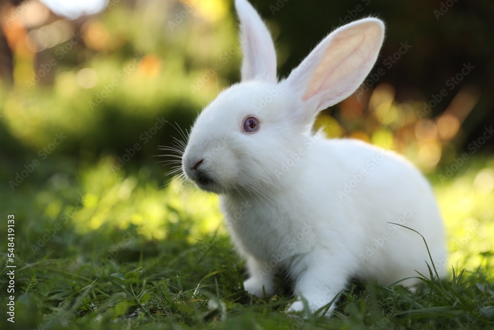 Cute white rabbit on green grass outdoors Cute white rabbit on green grass outdoors