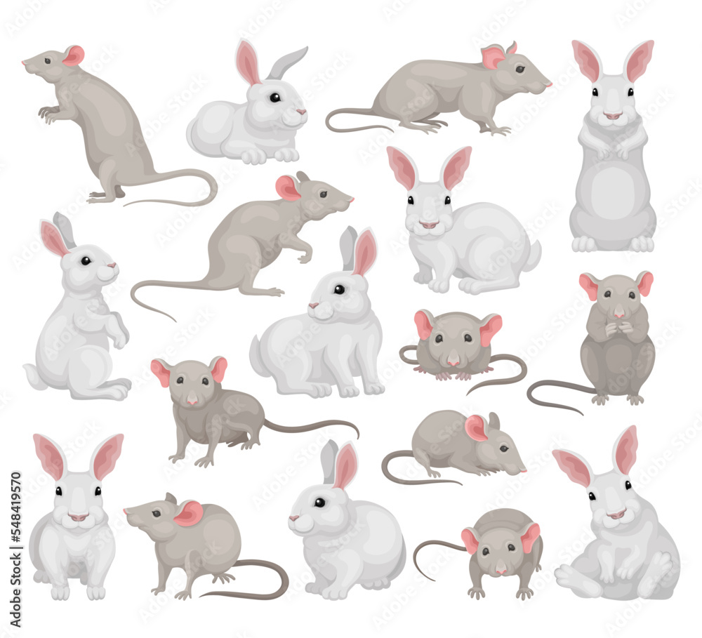 Set of rat and rabbit. Gray hares and mice cartoon vector