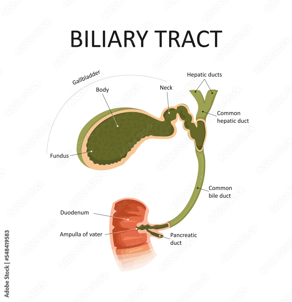 Biliary tract. Gallbladder and bile duct. vector de Stock Adobe Stock