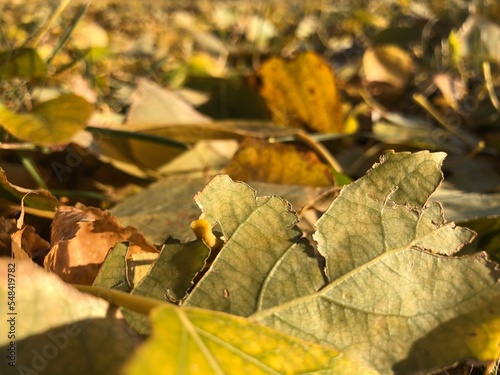 Autumn foliage is lying on the ground, the leaves are yellow and the texture of the leaves shades