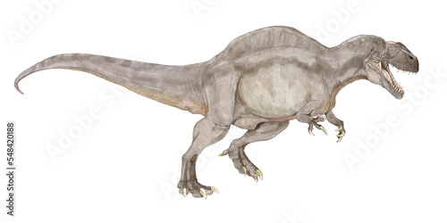アクロカントサウルス　アロサウルス科の恐竜であり、白亜紀前期では北米において最大の肉食恐竜であった。この時期の気温は高く、この恐竜も生存環境に適応するため、同時期のスピノサウルスやオウラノサウルスのように首から背中にかけて神経棘が伸びており、放熱のための帆を形作っていたと想像される。体長は13メートル。 © Mineo
