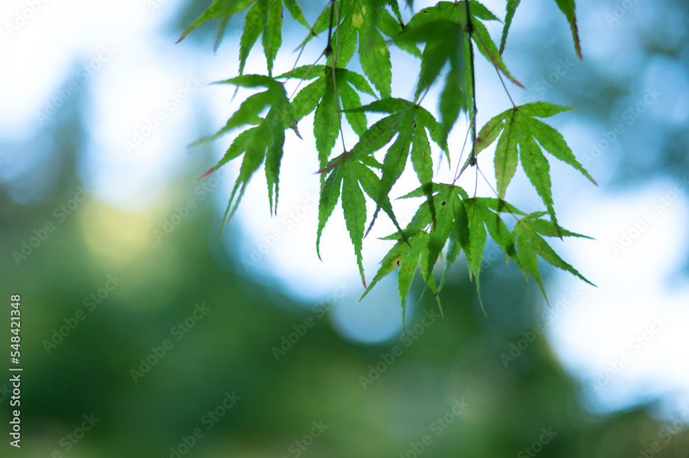 Obraz premium これから秋が来ます