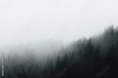 fog in the saxon switzerland forrest