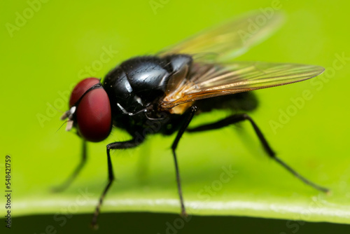 Macro photo of black blow fly on green leaf.