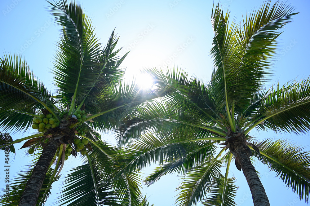 coconut trees on beach, natural background coconut trees on beach, natural background