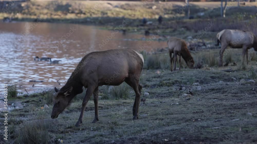 elk female walking along lake with other elk in background rolling camera shot elk female walking along lake with other elk in background rolling camera shot