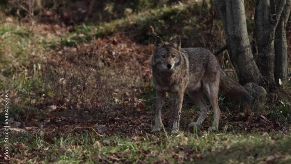 coyote looks at you from forest scene slomo coyote looks at you from forest scene slomo