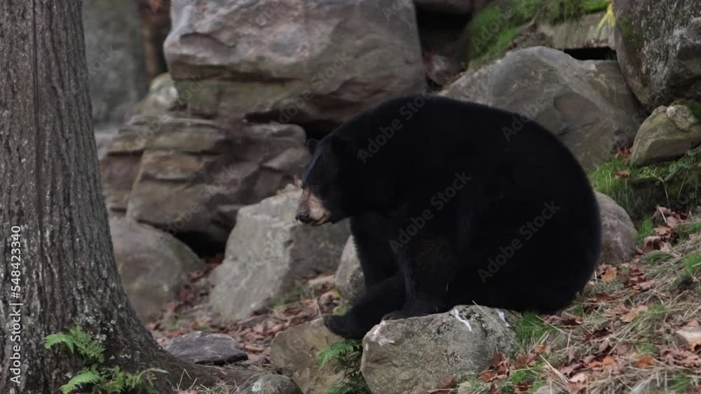 black bear plump and round licks its lips and turns its head slomo black bear plump and round licks its lips and turns its head slomo