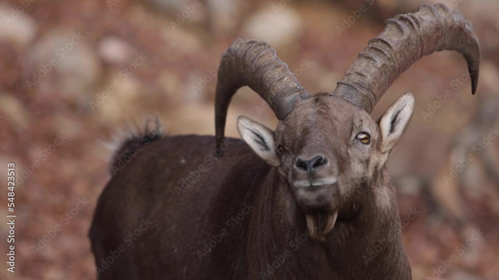 alpine ibex turns his head and approaches camera slomo alpine ibex turns his head and approaches camera slomo