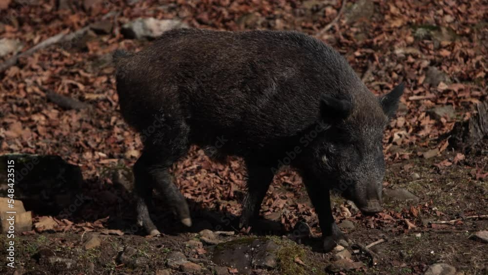 wild boar walking along rocky ridge low sun high contrast wild boar walking along rocky ridge low sun high contrast
