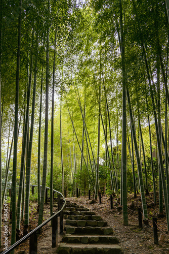 誰もいない美しい日本の竹林