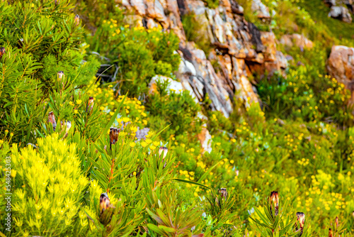 Protea Fynbos flowers on coastal mountainside in Cape Town
