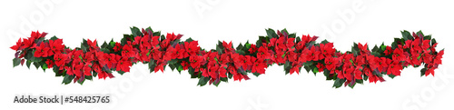 Christmas poinsettia red fl...