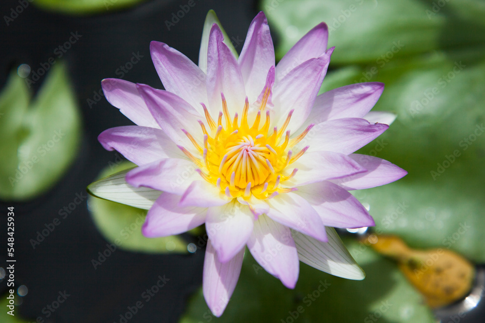 綺麗に並んだハスの花びら 水蓮の花 水辺に咲く蓮