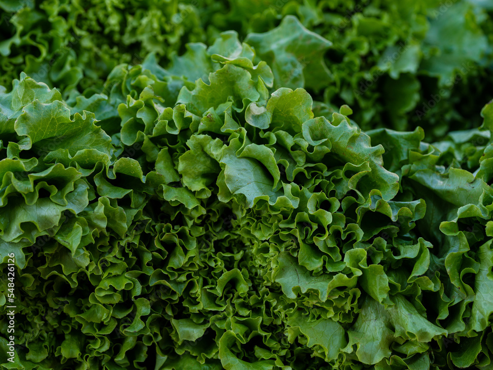 fresh lettuces at the market fresh lettuces at the market