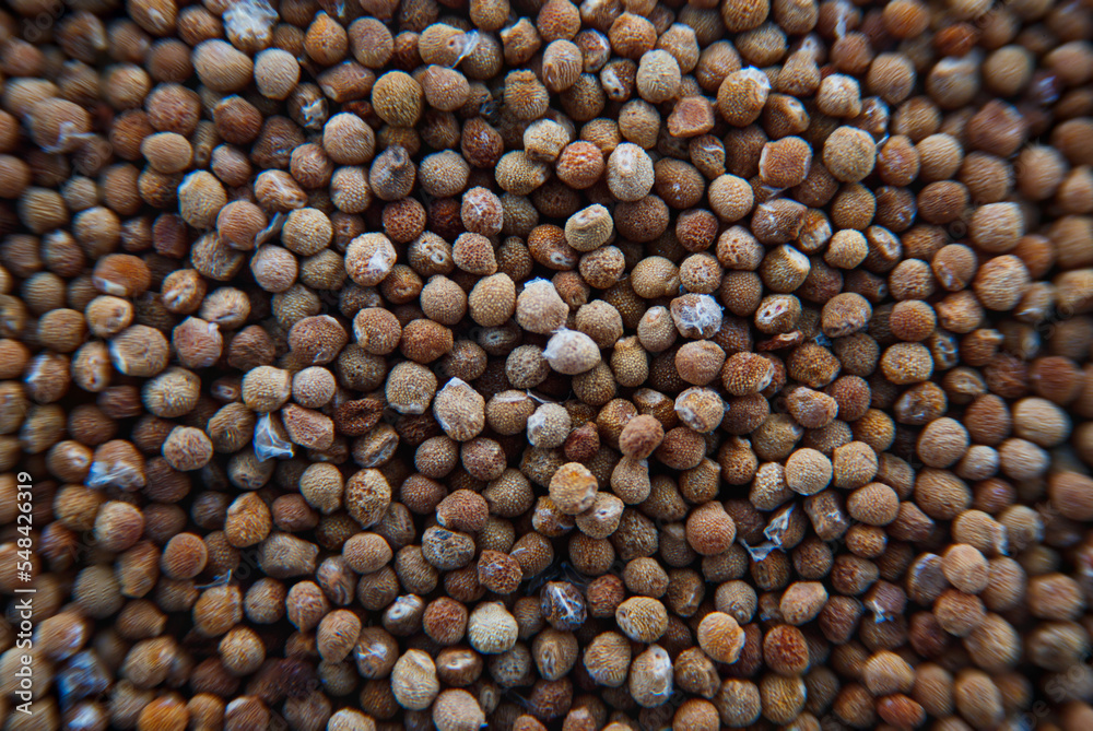Closeup or macro of Gymnocalycium Cactus seeds, Cactus or succulent that breed from thailand. Plant seeds for planting
Closeup or macro of Gymnocalycium Cactus seeds, Cactus or succulent that breed from thailand. Plant seeds for planting