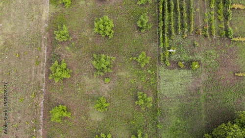 The top-down view aerial video over the beautiful European countryside showcases a young Walnut orchard, vineyards, and cornfields.