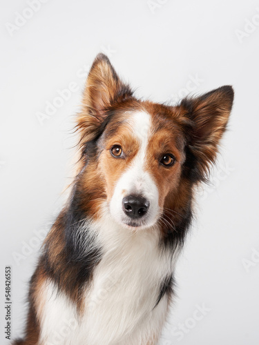 Happy Border Collie dog on a white background. Funny pet in the studio