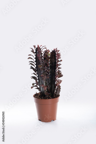 Euphorbia trigona (Latin Euphorbia trigona) cactus with a high prickly stem in a clay pot on a white wall background. Flora home indoor plants flowers.