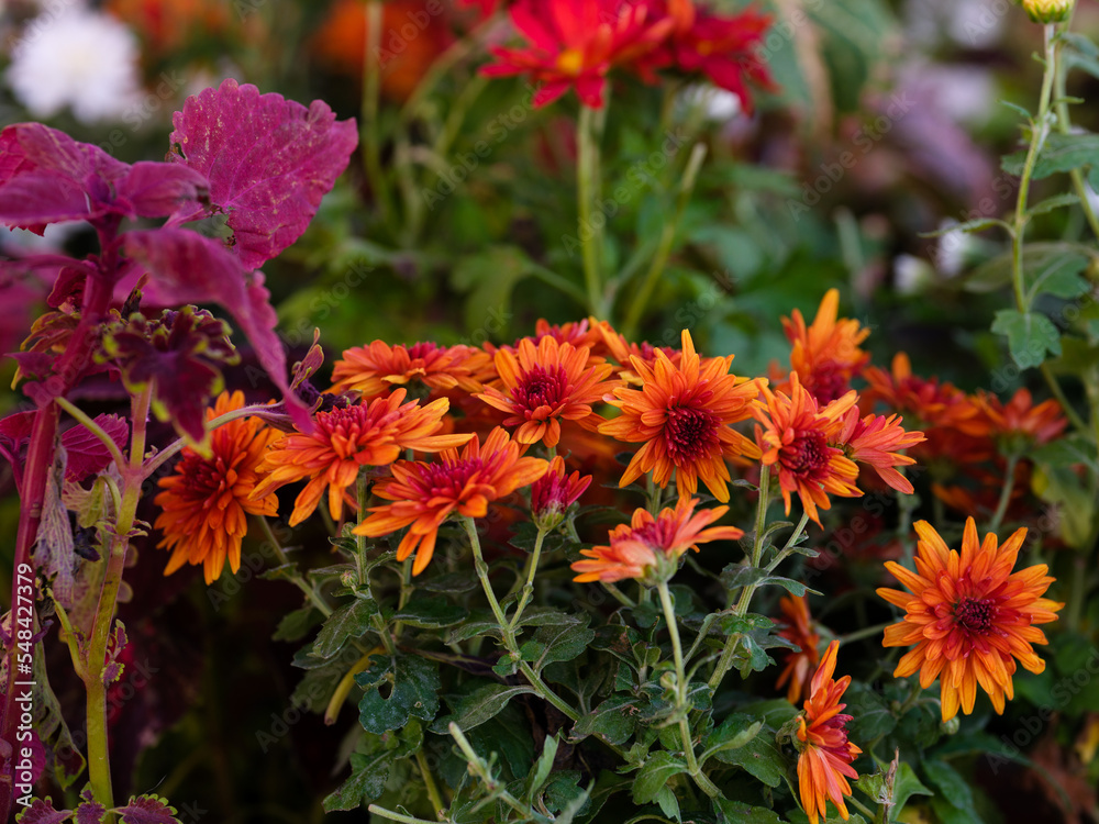 beautiful flowers in the garden beautiful flowers in the garden