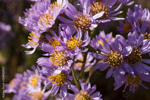 紫苑 Aster tataricus  photo