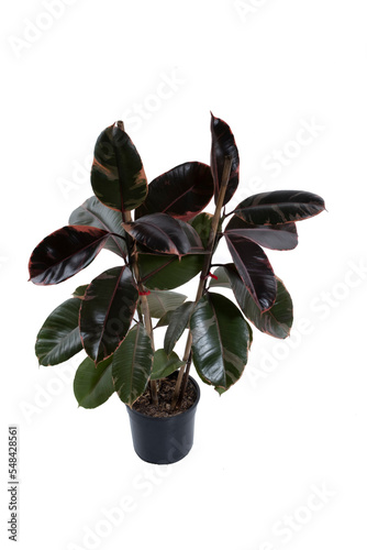 A photo of a Rubber Tree Variegata pot plant (Ficus elastica), also known as the Rubber Fig, with large, variegated red, cream & green leaves, in a white ceramic pot, isolated on a white background. photo