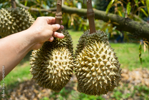 Hand to pick up fresh durians fruit prepare before to harvest at the plantation, Thailand. Durian is king of tropical fruits. © sornchai
