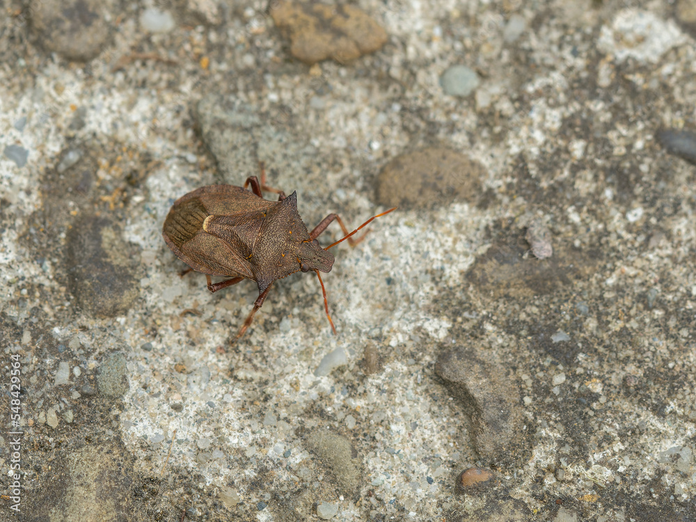 Pentatoma rufipes. Shieldbug on the ground Pentatoma rufipes. Shieldbug on the ground
