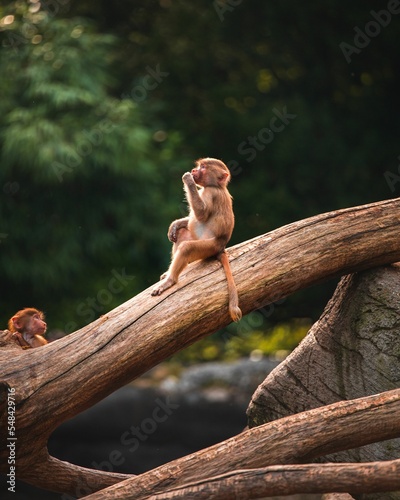 Photography Vertical shot of a cute little monkey with brown hair sitting on a wooden branch