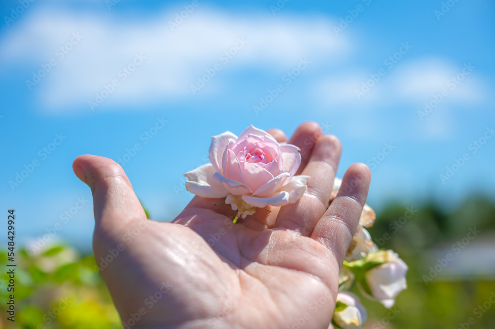 The pink rose that was about to bloom was touched in hand tenderly. The pink rose that was about to bloom was touched in hand tenderly.