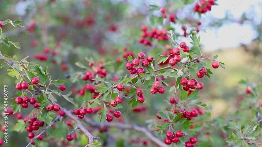 Red ripe organic tea fruits on a branch. Natural medicine. Healthy organic tea. Red ripe organic tea fruits on a branch. Natural medicine. Healthy organic tea.