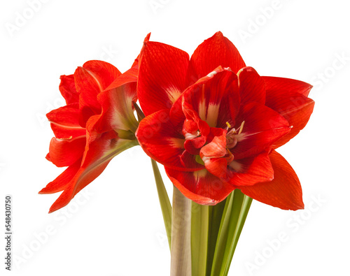 Double red hippeastrum (amaryllis) "Happy Nymph"