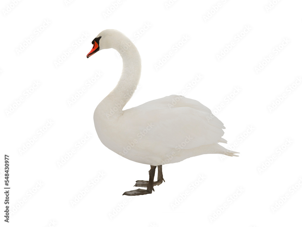 Fototapeta premium swan isolated on white background